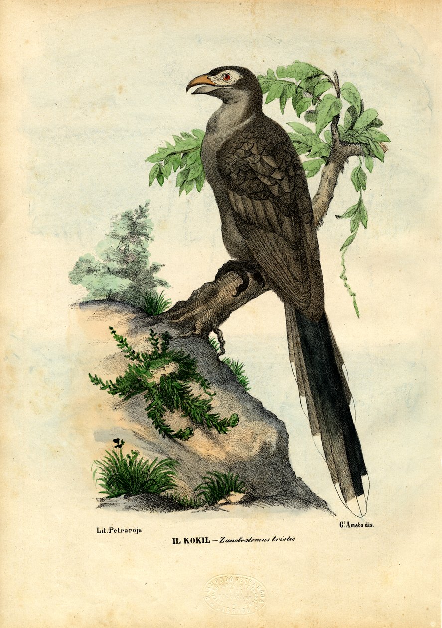 Cuco-de-bico-amarelo, 1863-79 de Raimundo Petraroja