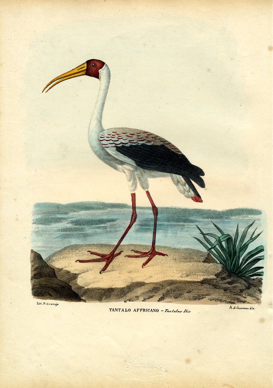 Cegonha-de-bico-amarelo, 1863-79 de Raimundo Petraroja