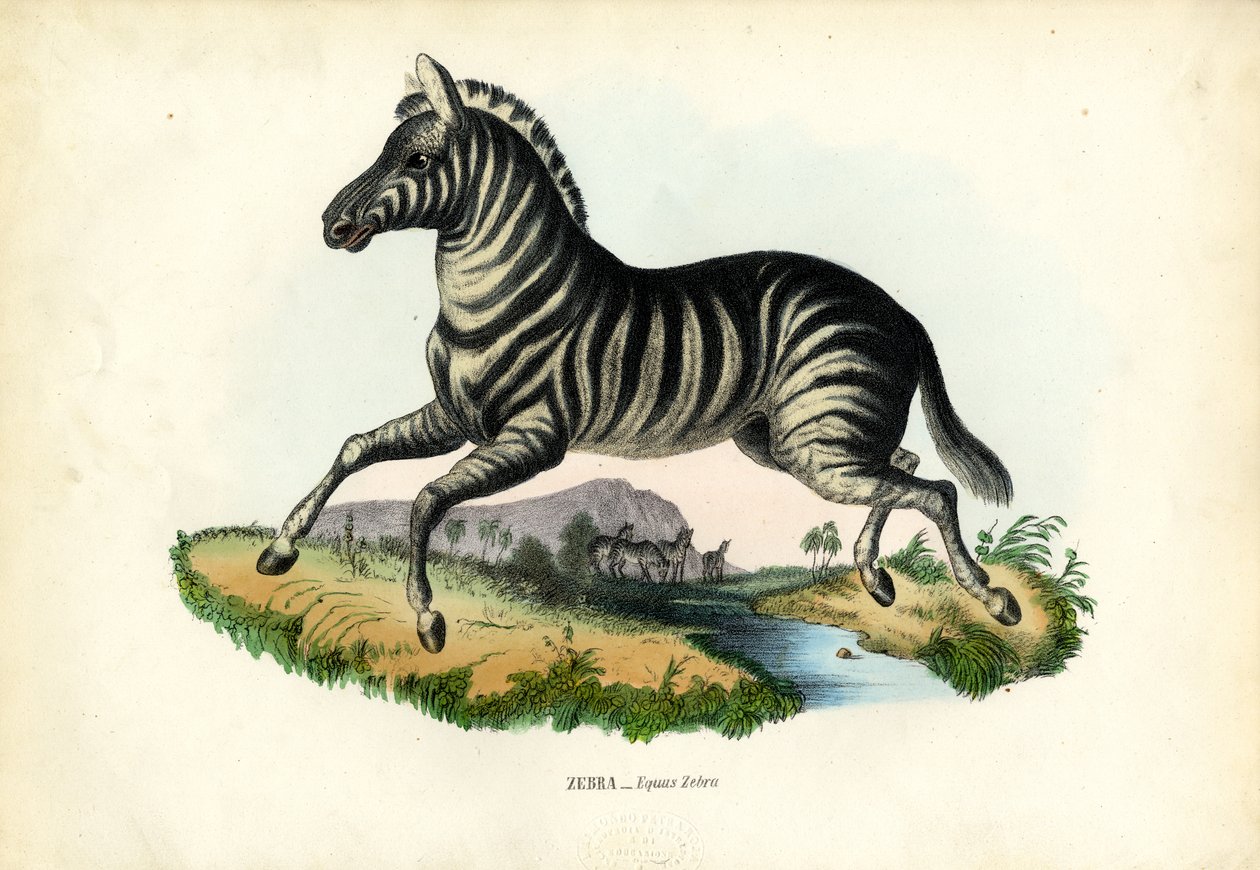 Zebra, 1863-79 de Raimundo Petraroja