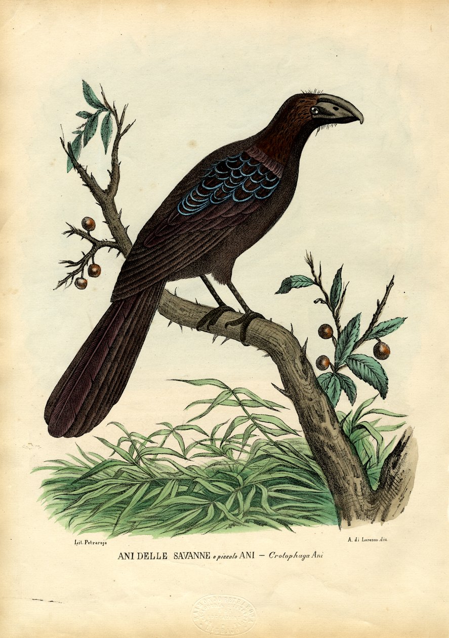 Nem 1863-79 de Raimundo Petraroja
