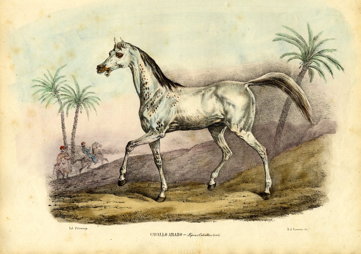 Cavalo árabe, 1863-79 de Raimundo Petraroja