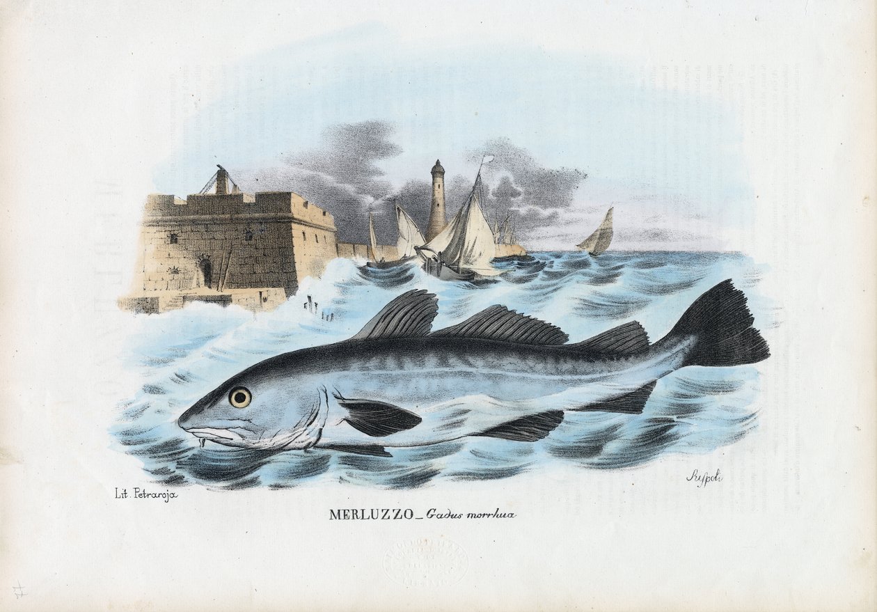 Bacalhau Atlântico, 1863-79 de Raimundo Petraroja
