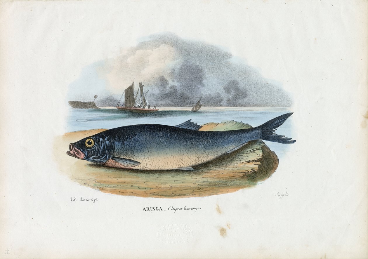 Arenque Atlântico, 1863-79 de Raimundo Petraroja