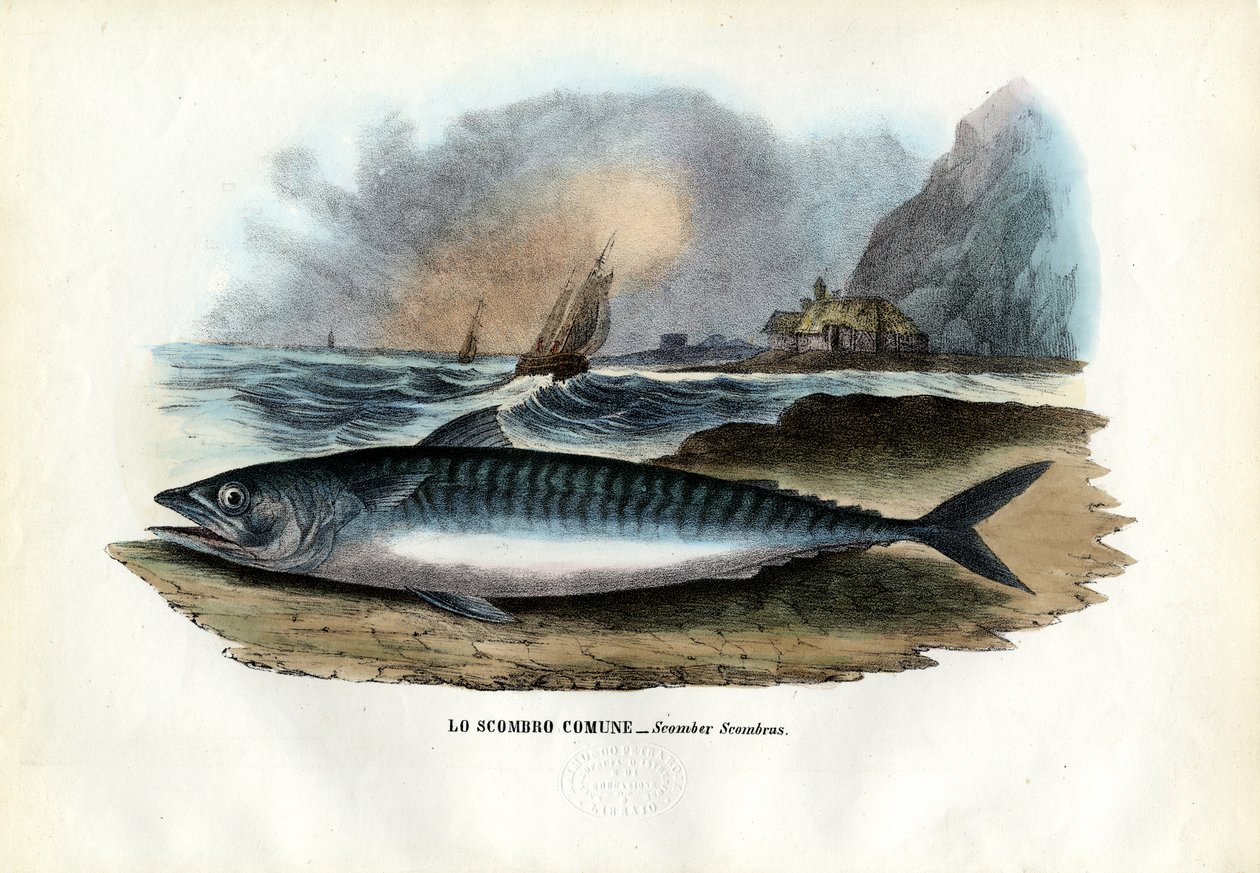 Sarda Atlântica, 1863-79 de Raimundo Petraroja