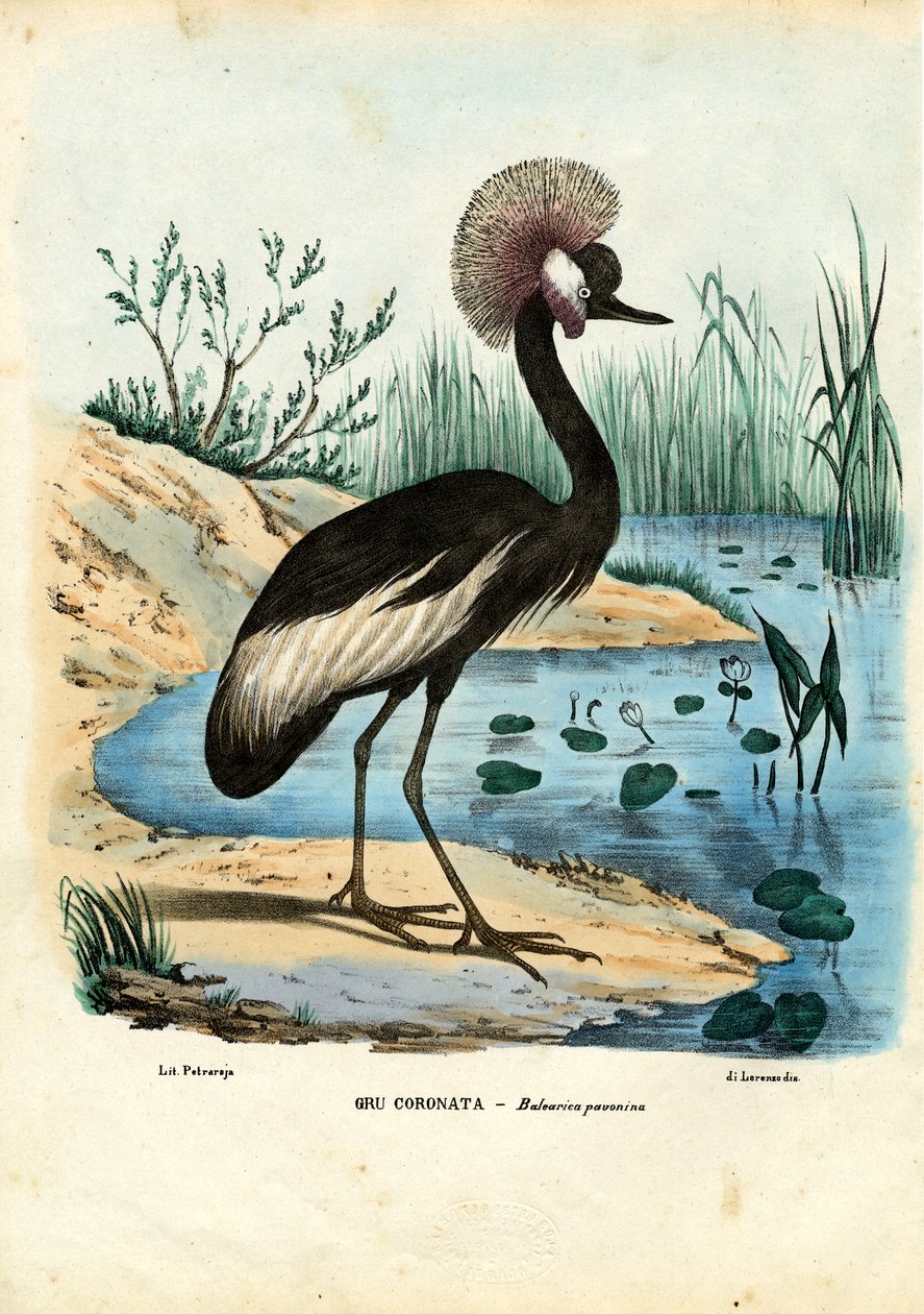 Guindaste Preto-Coroado, 1863-79 de Raimundo Petraroja