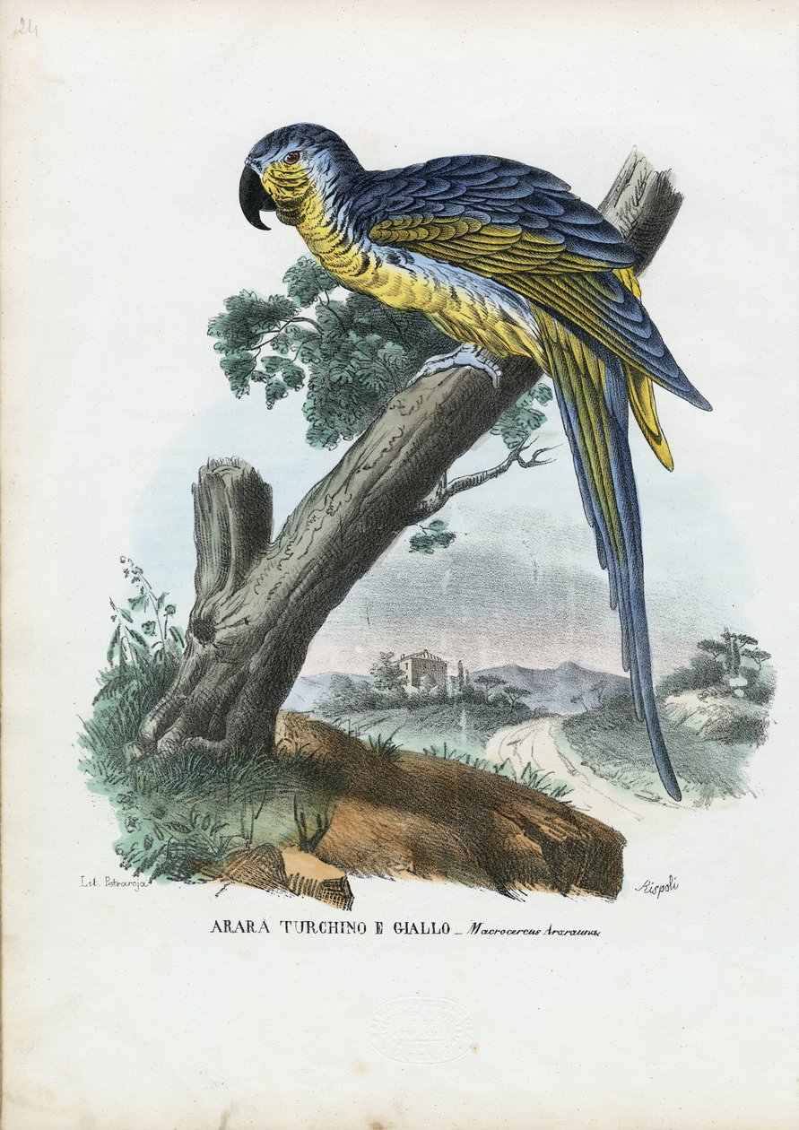 Arara Azul-e-Amarela, 1863-79 de Raimundo Petraroja