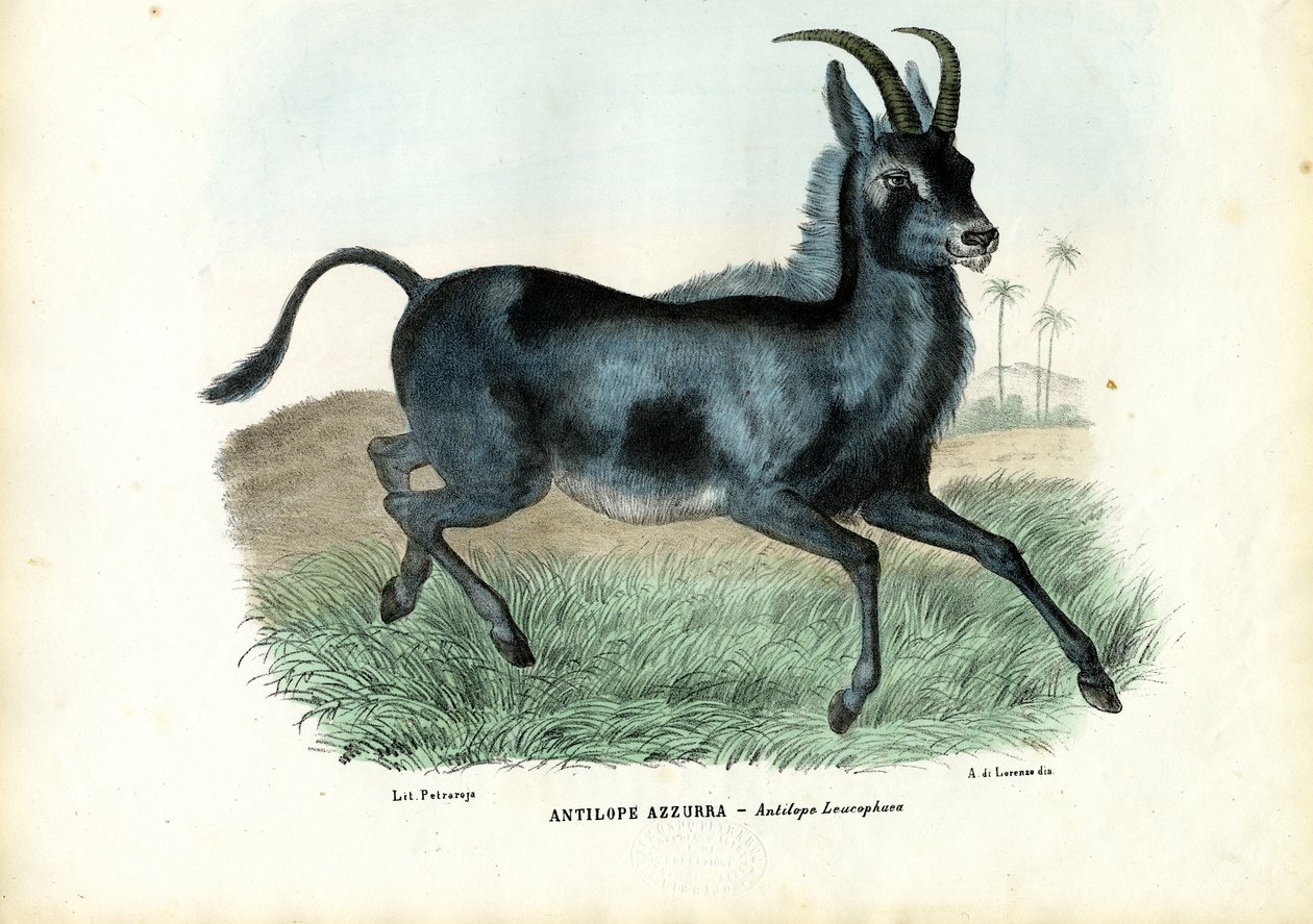 Bluebuck, 1863-79 de Raimundo Petraroja