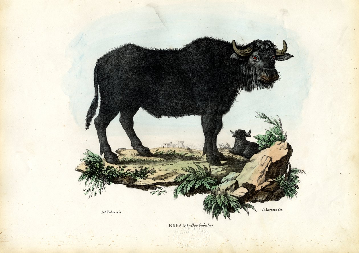 Búfalo, 1863-79 de Raimundo Petraroja
