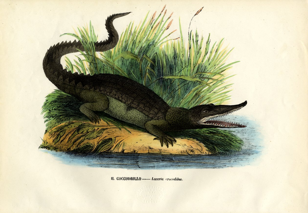 Caiman, 1863-79 de Raimundo Petraroja