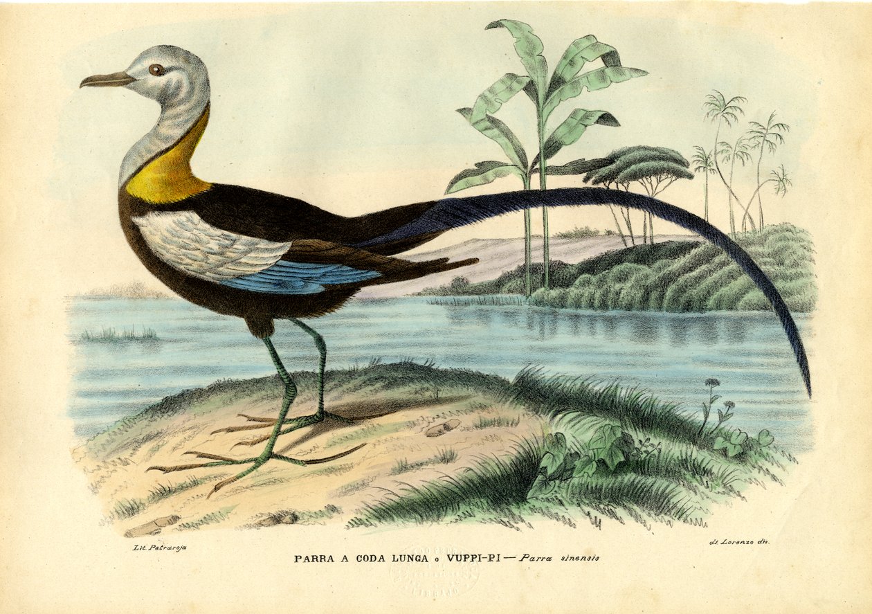 Jacana Chinesa, 1863-79 de Raimundo Petraroja