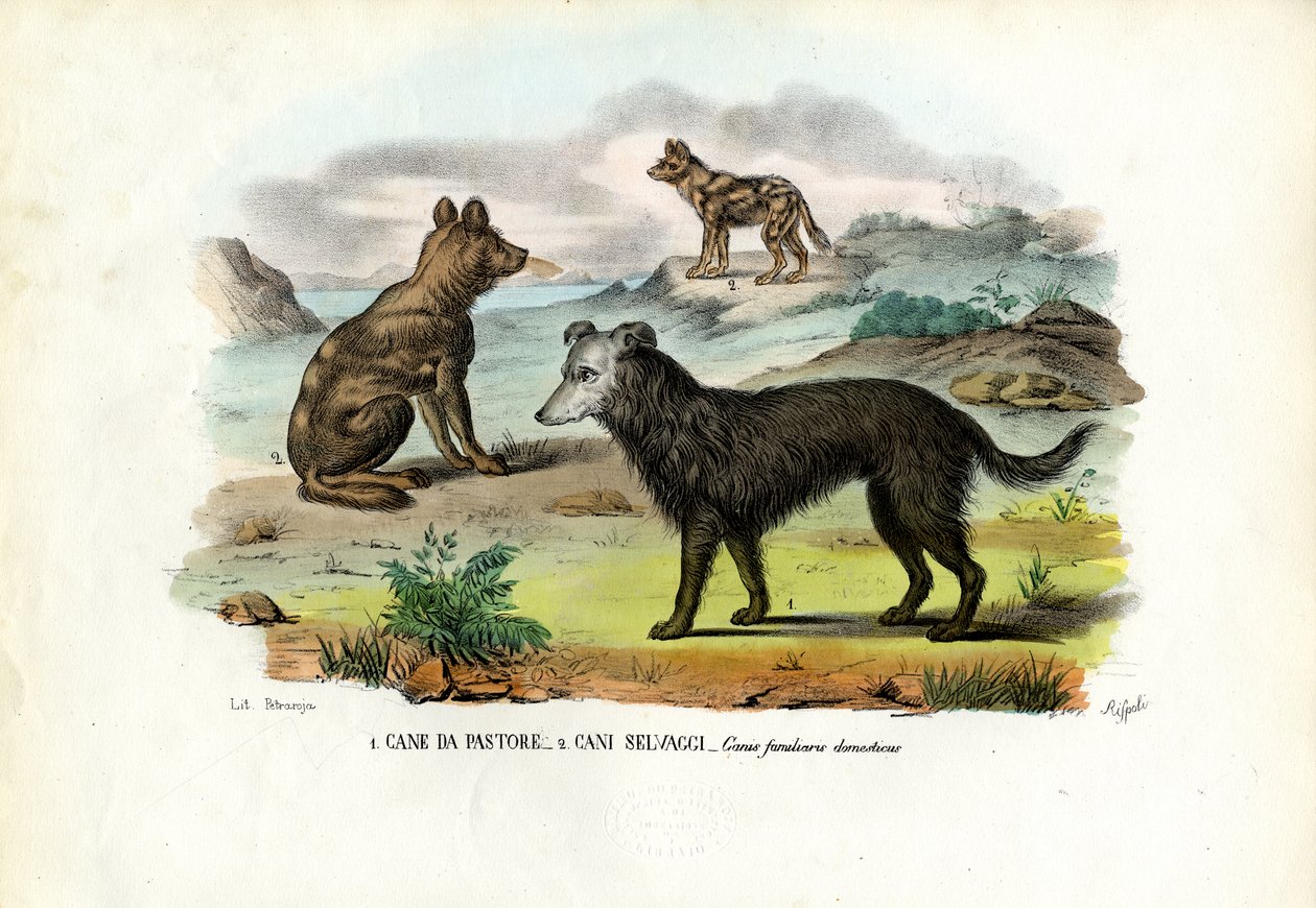 Cães de Raimundo Petraroja