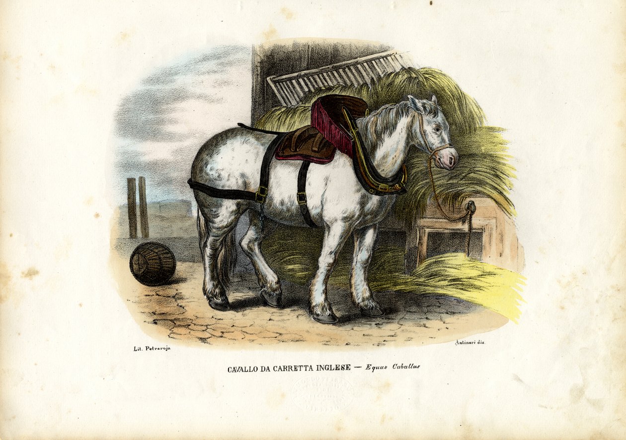 Cavalo inglês da fazenda, 1863-79 de Raimundo Petraroja