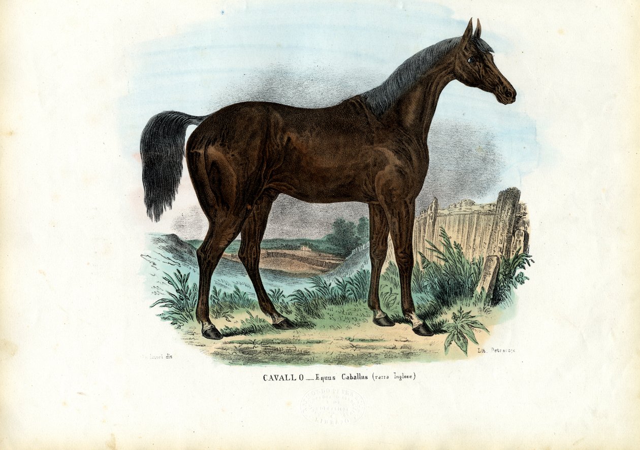 Cavalo inglês, 1863-79 de Raimundo Petraroja