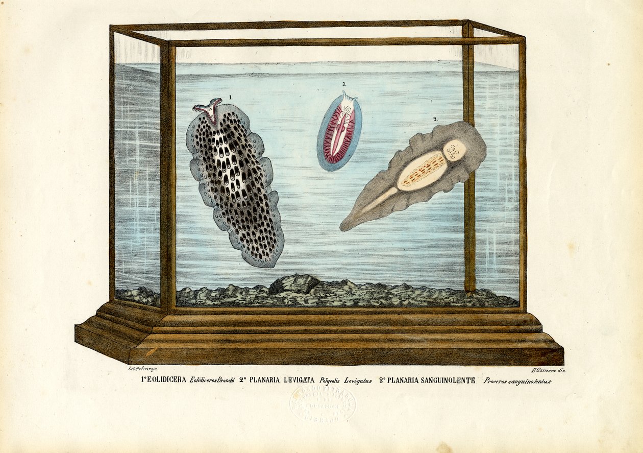 Minhocas planas de Raimundo Petraroja