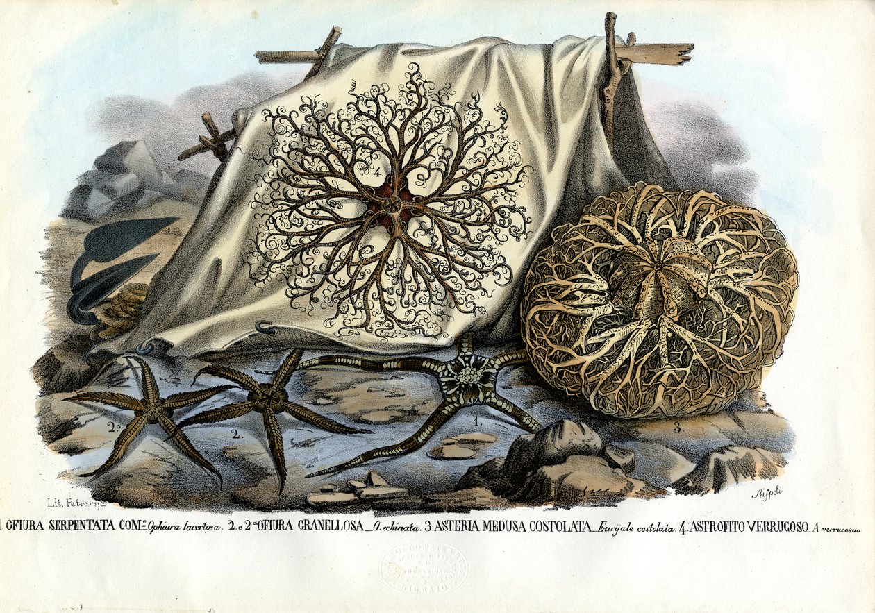 Cabeça de Gorgon, 1863-79 de Raimundo Petraroja