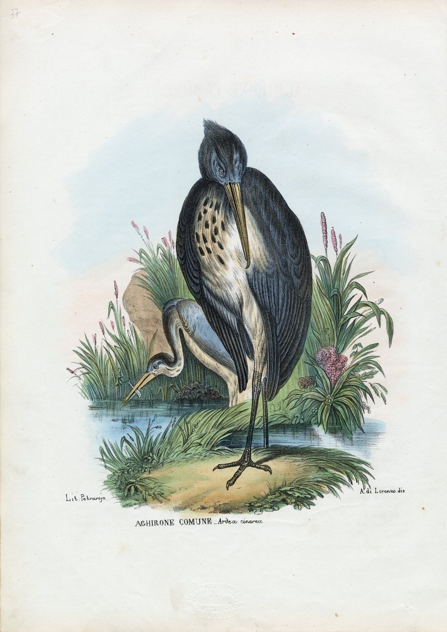 Garça-real cinzenta, 1863-79 de Raimundo Petraroja