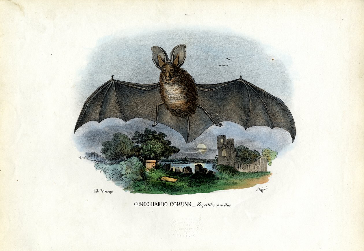 Bastão Longo-Orelhudo Cinzento, 1863-79 de Raimundo Petraroja