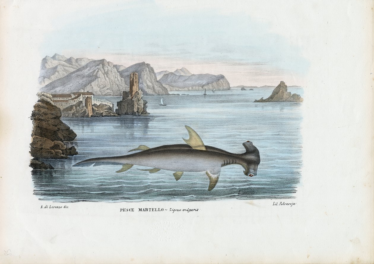 Cabeça de martelo, 1863-79 de Raimundo Petraroja