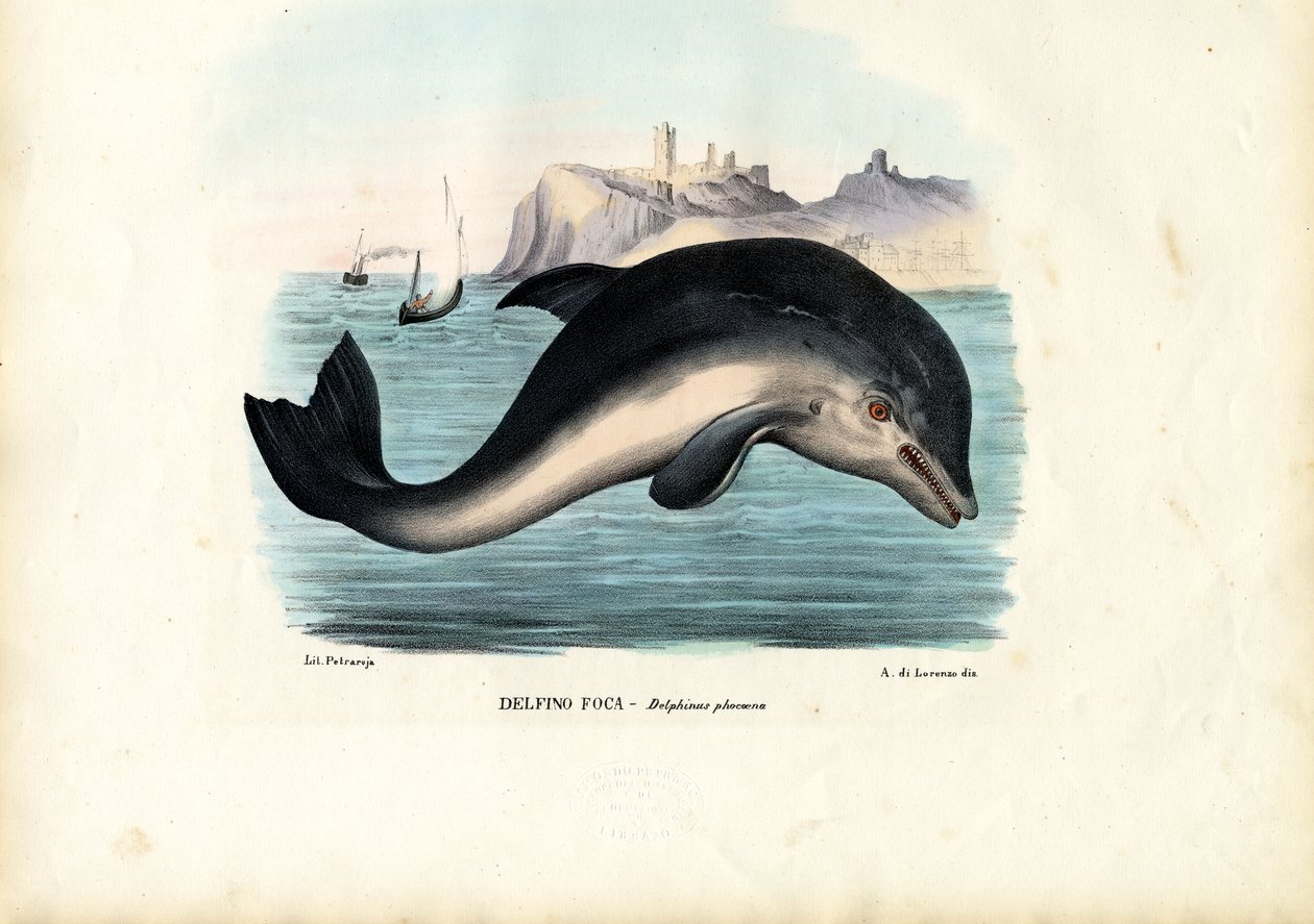 Porpoise do porto, 1863-79 de Raimundo Petraroja