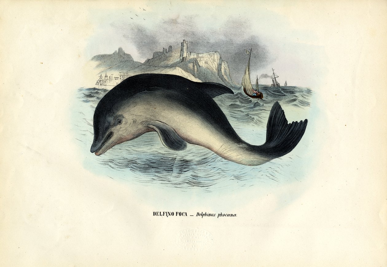 Porpoise do porto, 1863-79 de Raimundo Petraroja