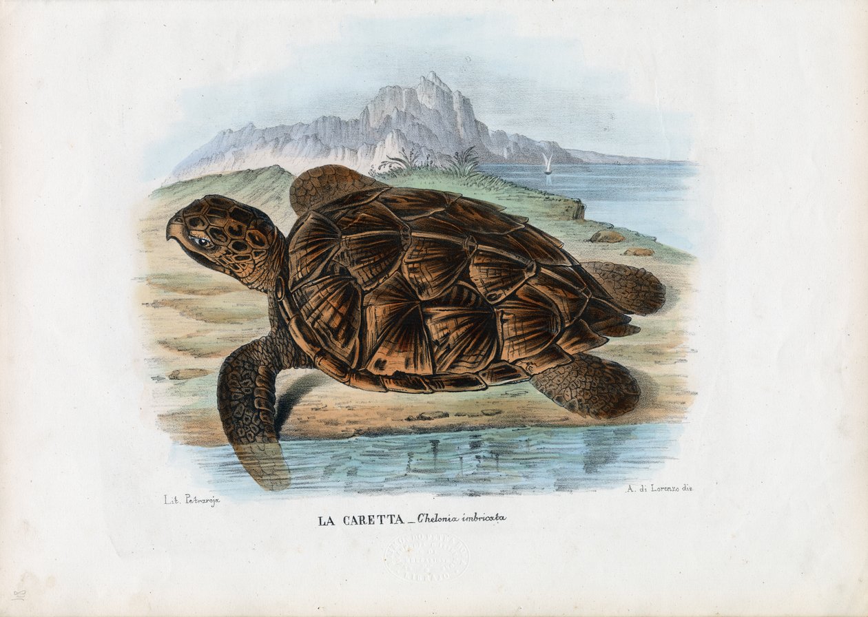 Tartaruga-de-pente, 1863-79 de Raimundo Petraroja
