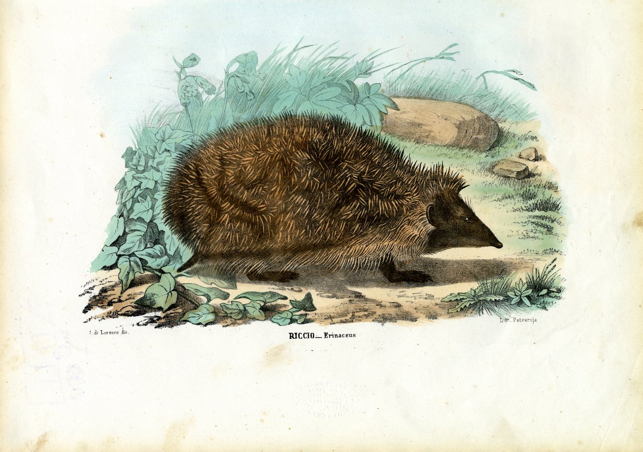 Ouriço, 1863-79 de Raimundo Petraroja