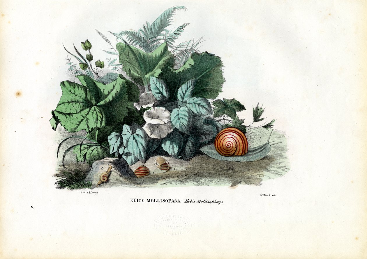 Caracóis da hélice, 1863-79 de Raimundo Petraroja