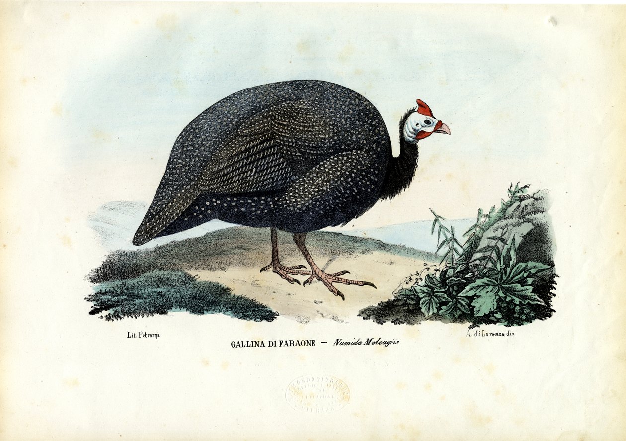 Guineafowl com capacete, 1863-79 de Raimundo Petraroja