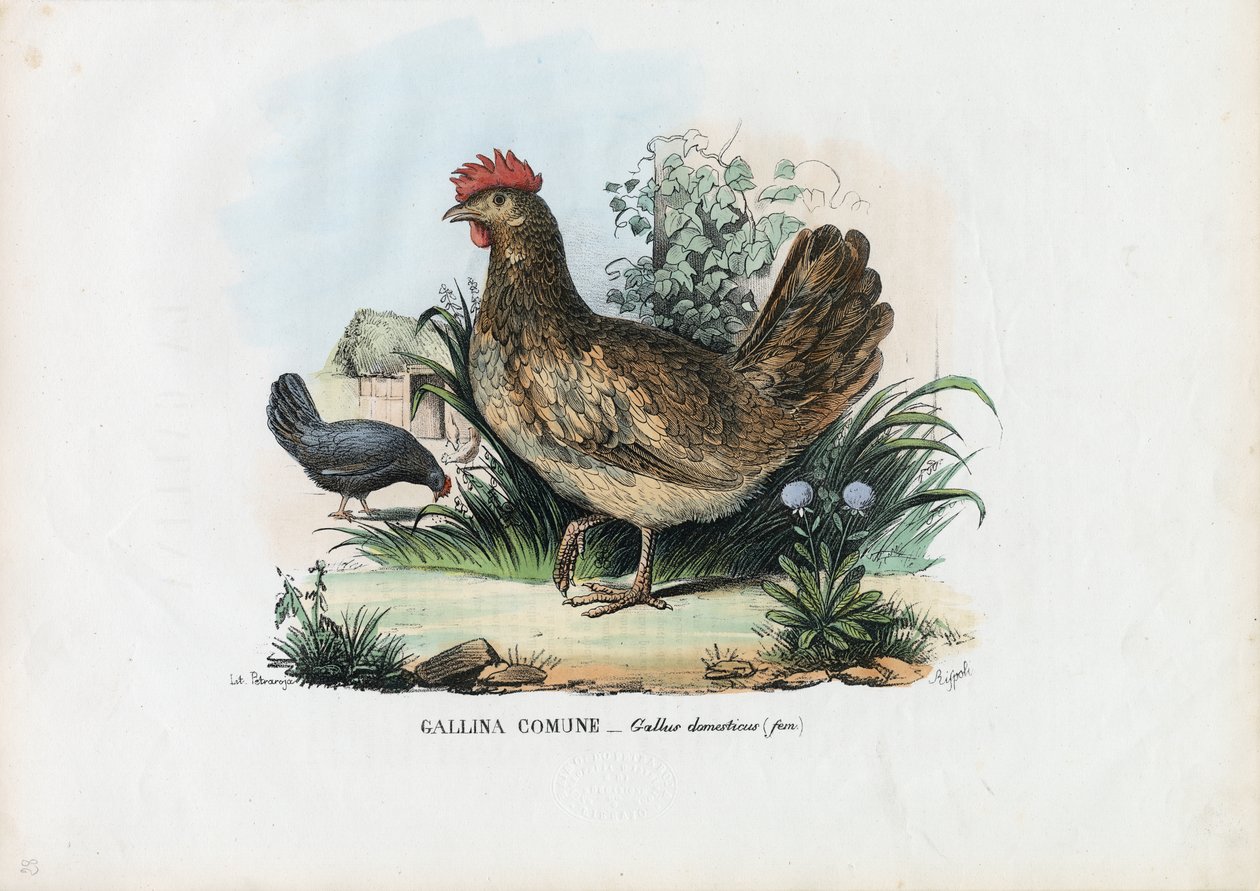 Galinha, 1863-79 de Raimundo Petraroja