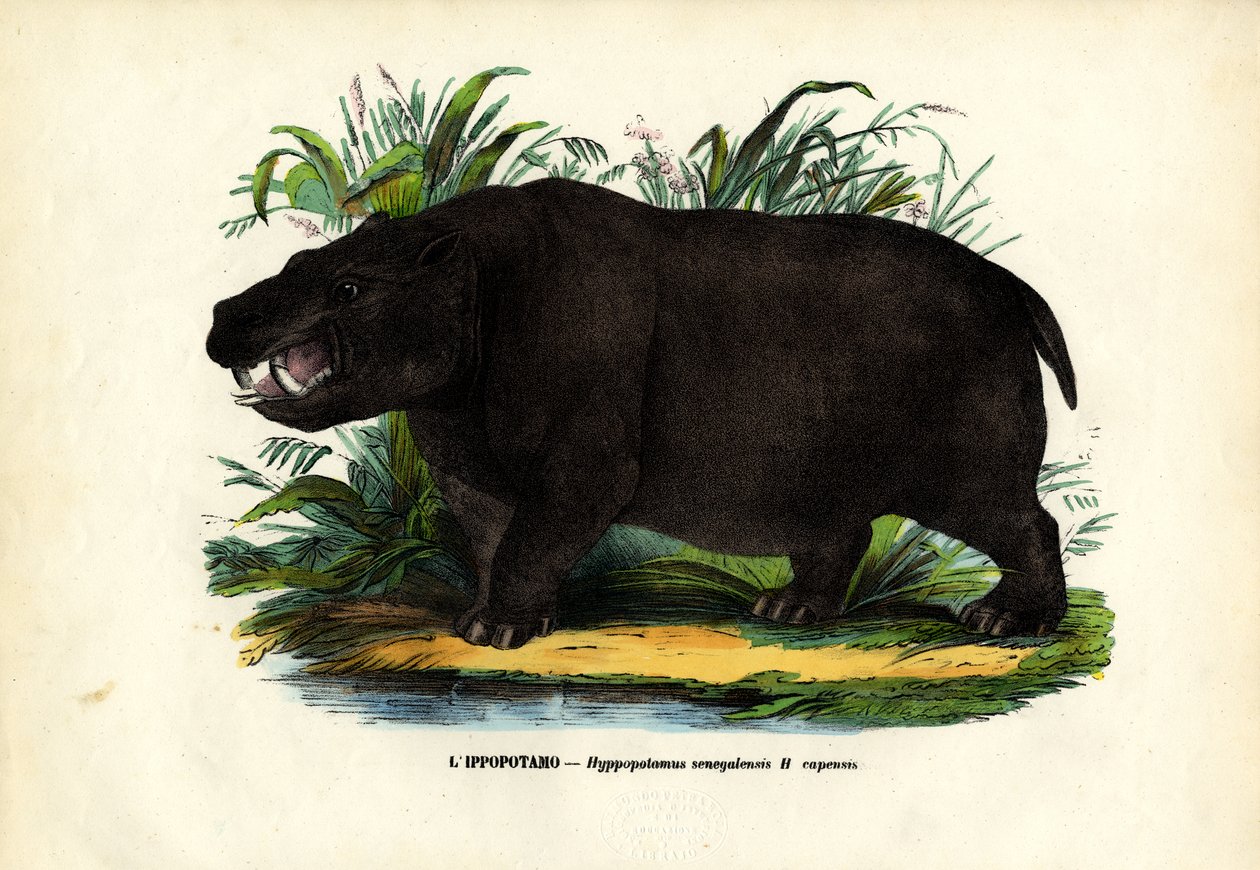Hipopótamo, 1863-79 de Raimundo Petraroja