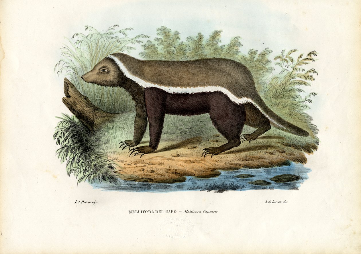 Texugo de mel, 1863-79 de Raimundo Petraroja