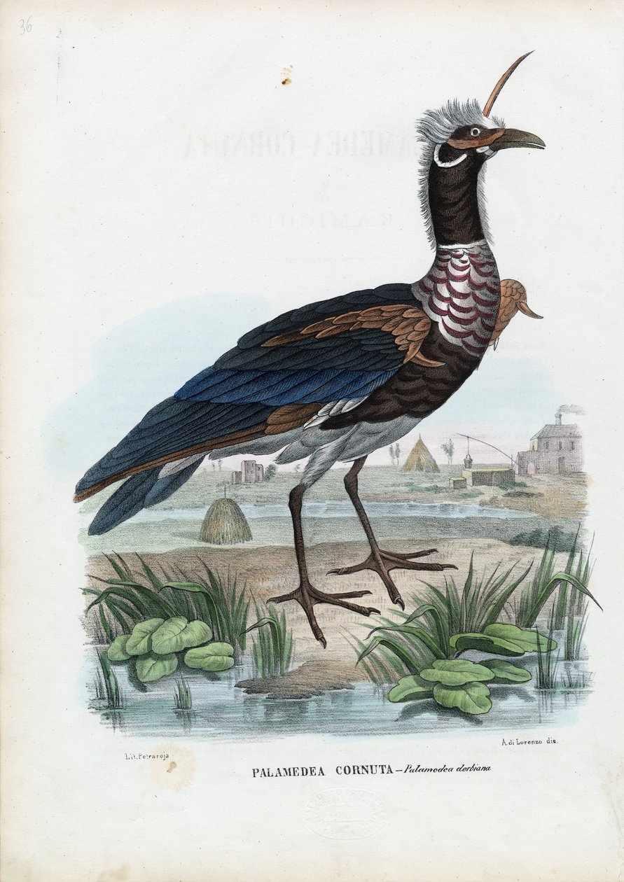 Gritador com Chifres, 1863-79 de Raimundo Petraroja