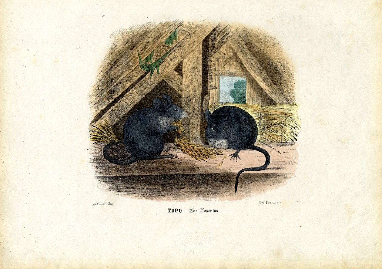 Rato de Casa, 1863-79 de Raimundo Petraroja
