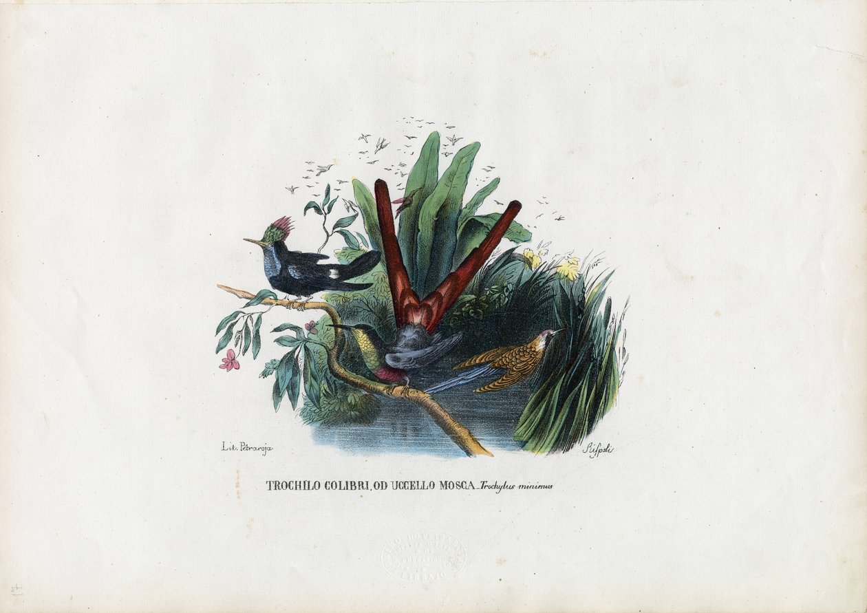 Beija-flores, 1863-79 de Raimundo Petraroja