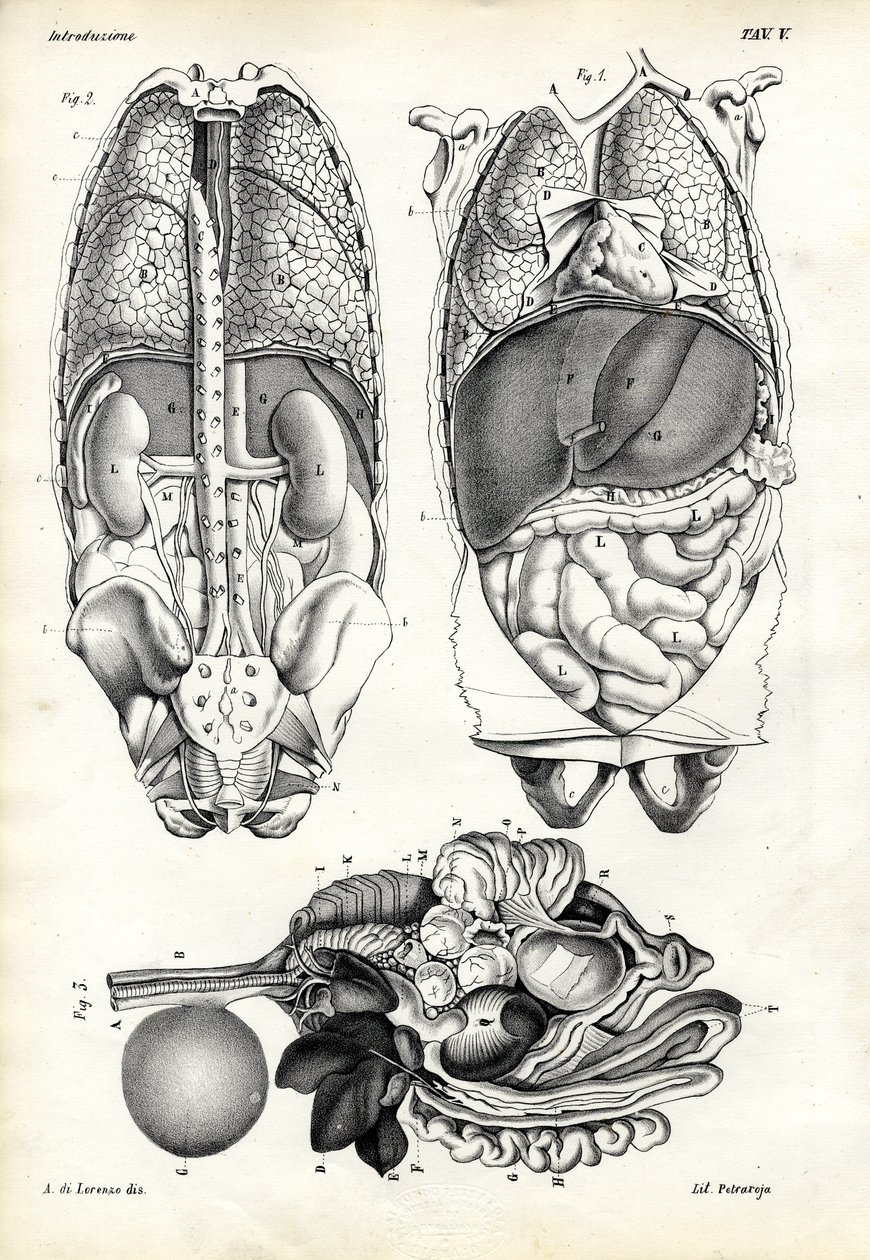 Intestinos, 1863-79 de Raimundo Petraroja