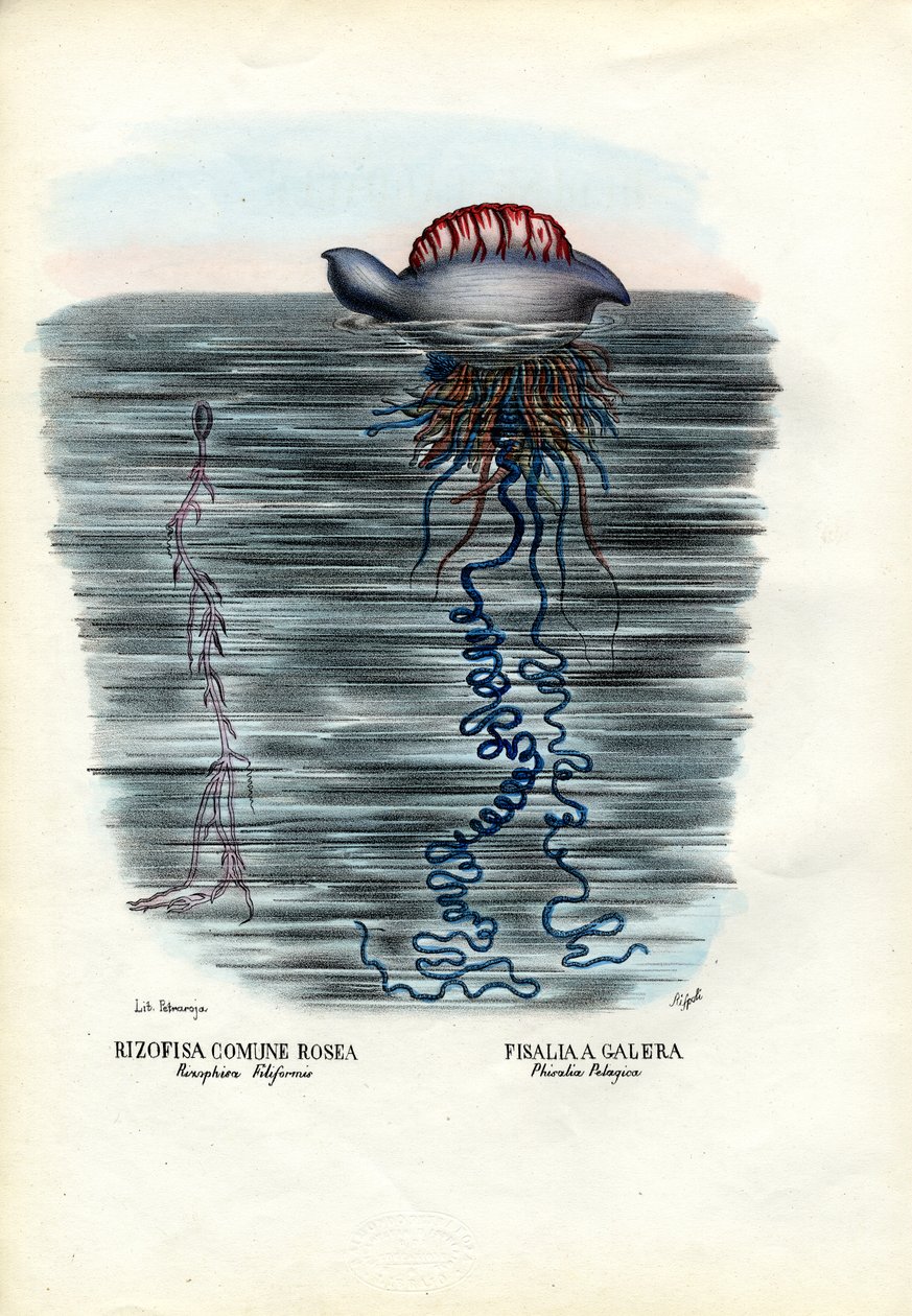 Água-viva, 1863-79 de Raimundo Petraroja