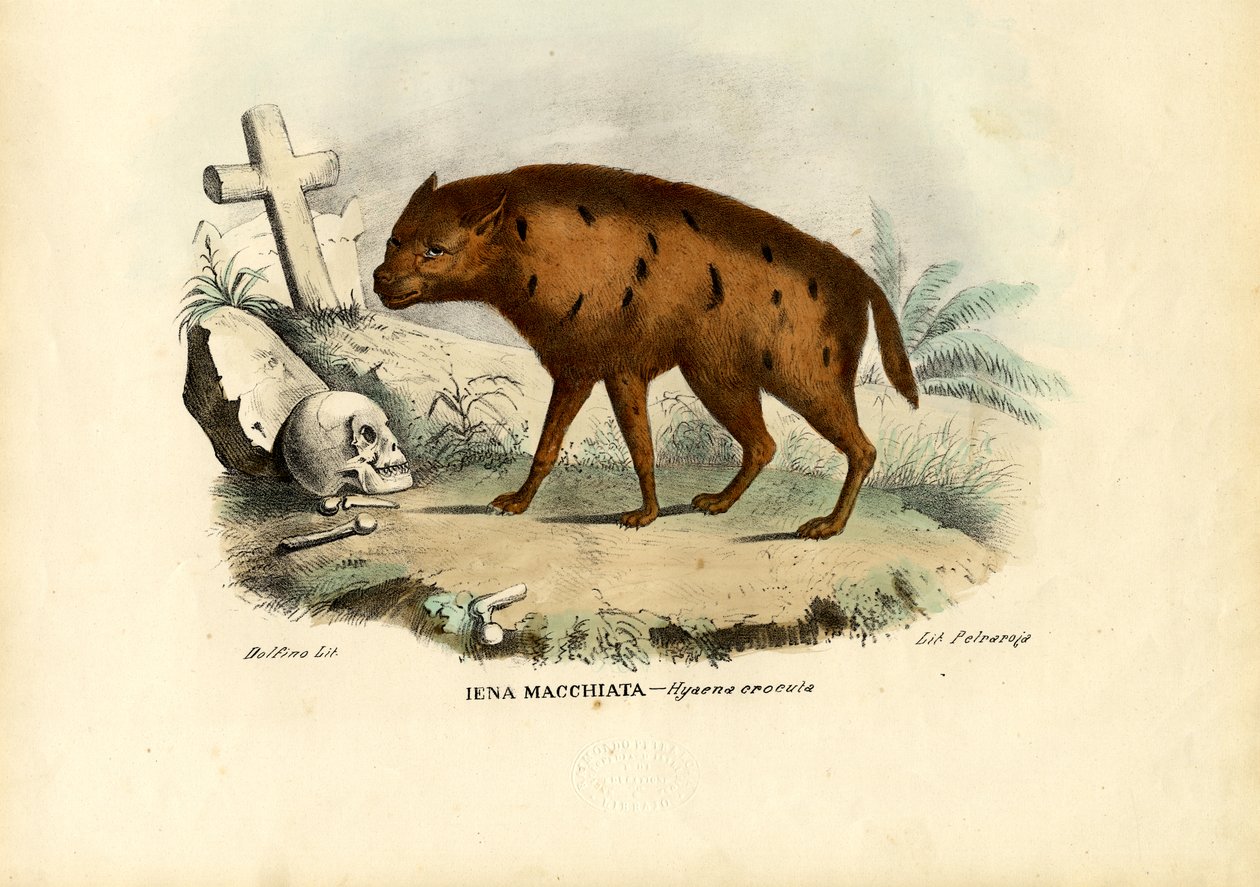 Rindo hiena, 1863-79 de Raimundo Petraroja