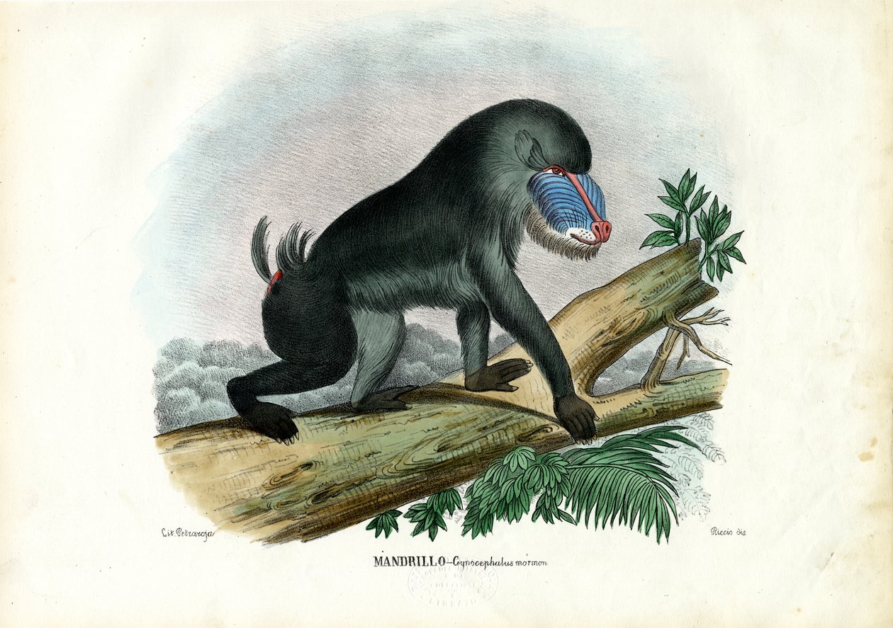 Mandrill, 1863-79 de Raimundo Petraroja