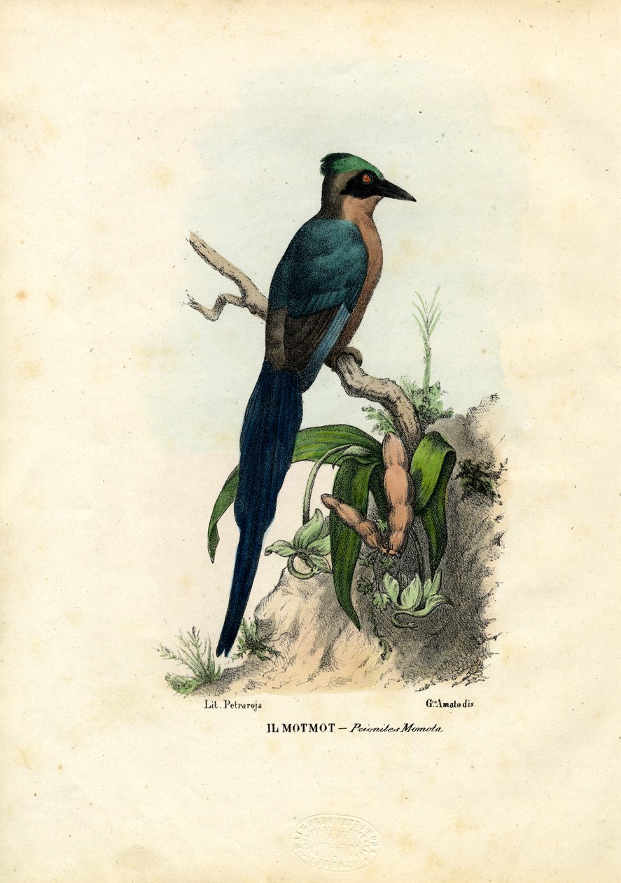 Motmot, 1863-79 de Raimundo Petraroja