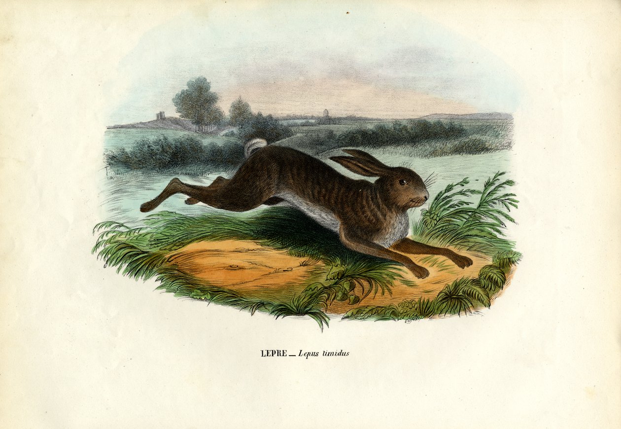 Lebre da Montanha, 1863-79 de Raimundo Petraroja