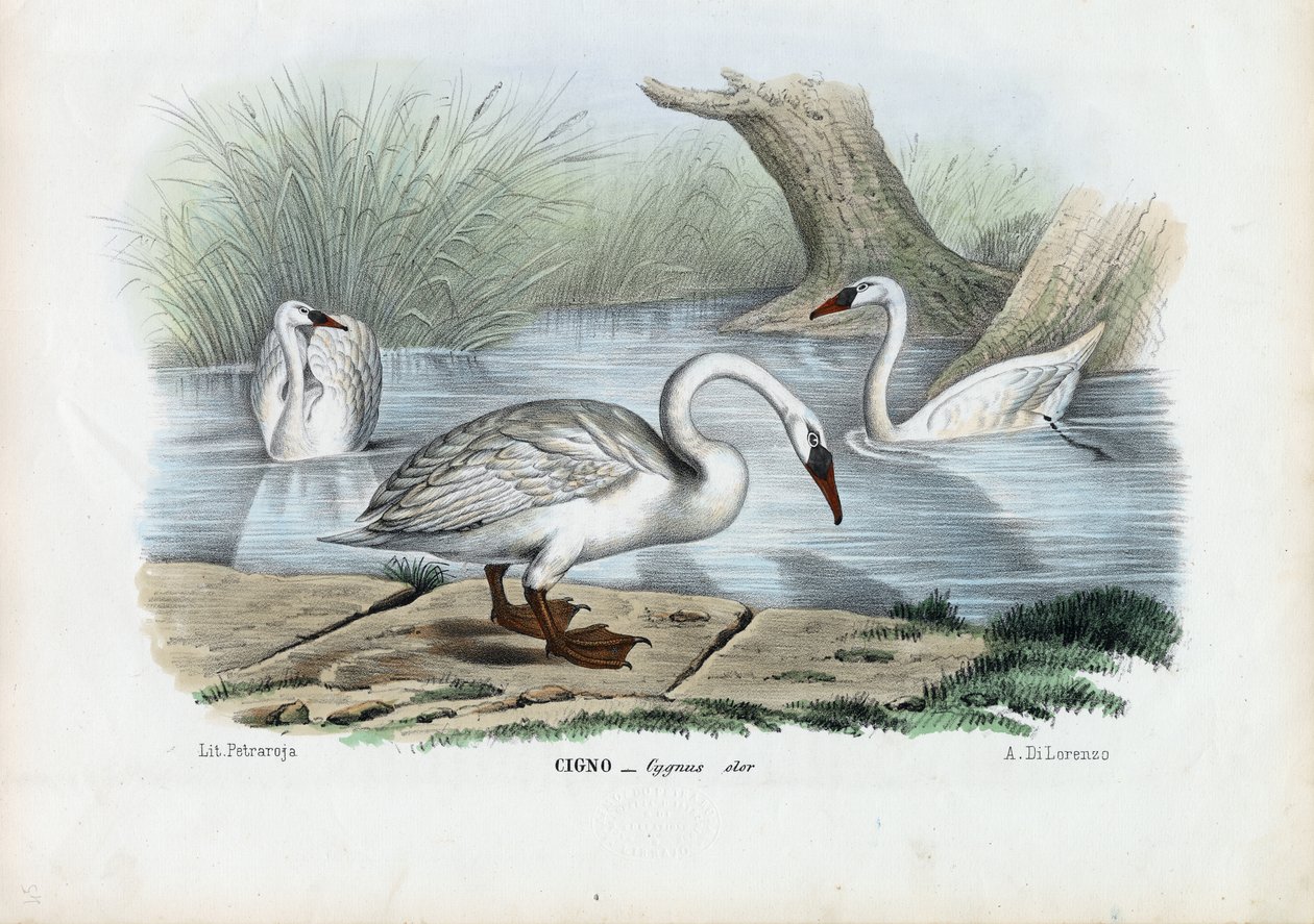 Cisne muda, 1863-79 de Raimundo Petraroja