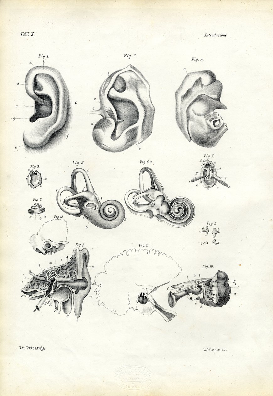 Órgão da Audiência, 1863-79 de Raimundo Petraroja