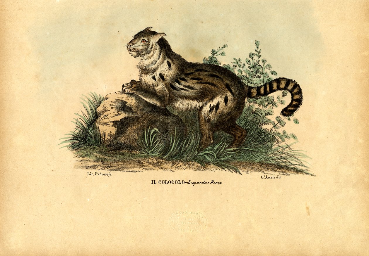 Gato Pampas, 1863-79 de Raimundo Petraroja