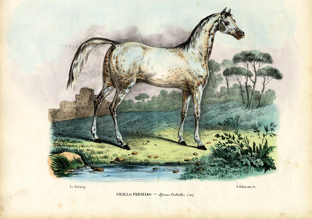Cavalo persa, 1863-79 de Raimundo Petraroja