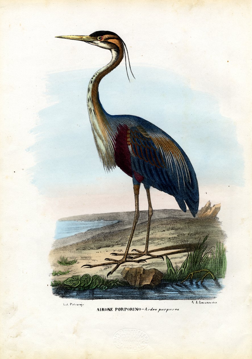 Garça-real roxa, 1863-79 de Raimundo Petraroja