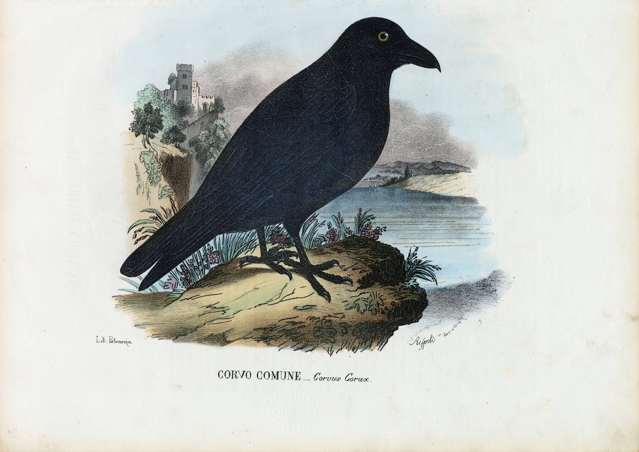 Corvo, 1863-79 de Raimundo Petraroja