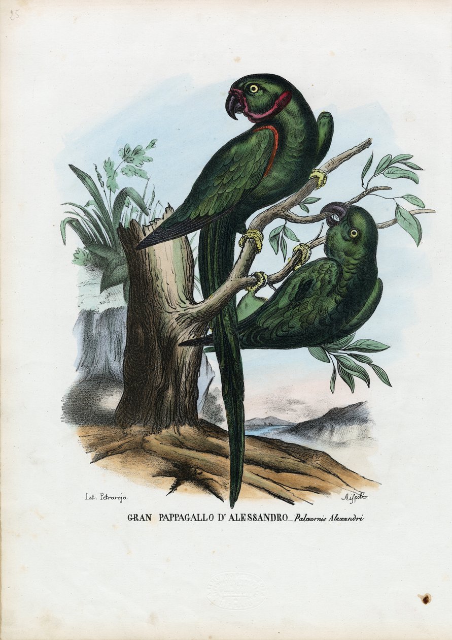 Parekeet de anéis de rosa, 1863-79 de Raimundo Petraroja