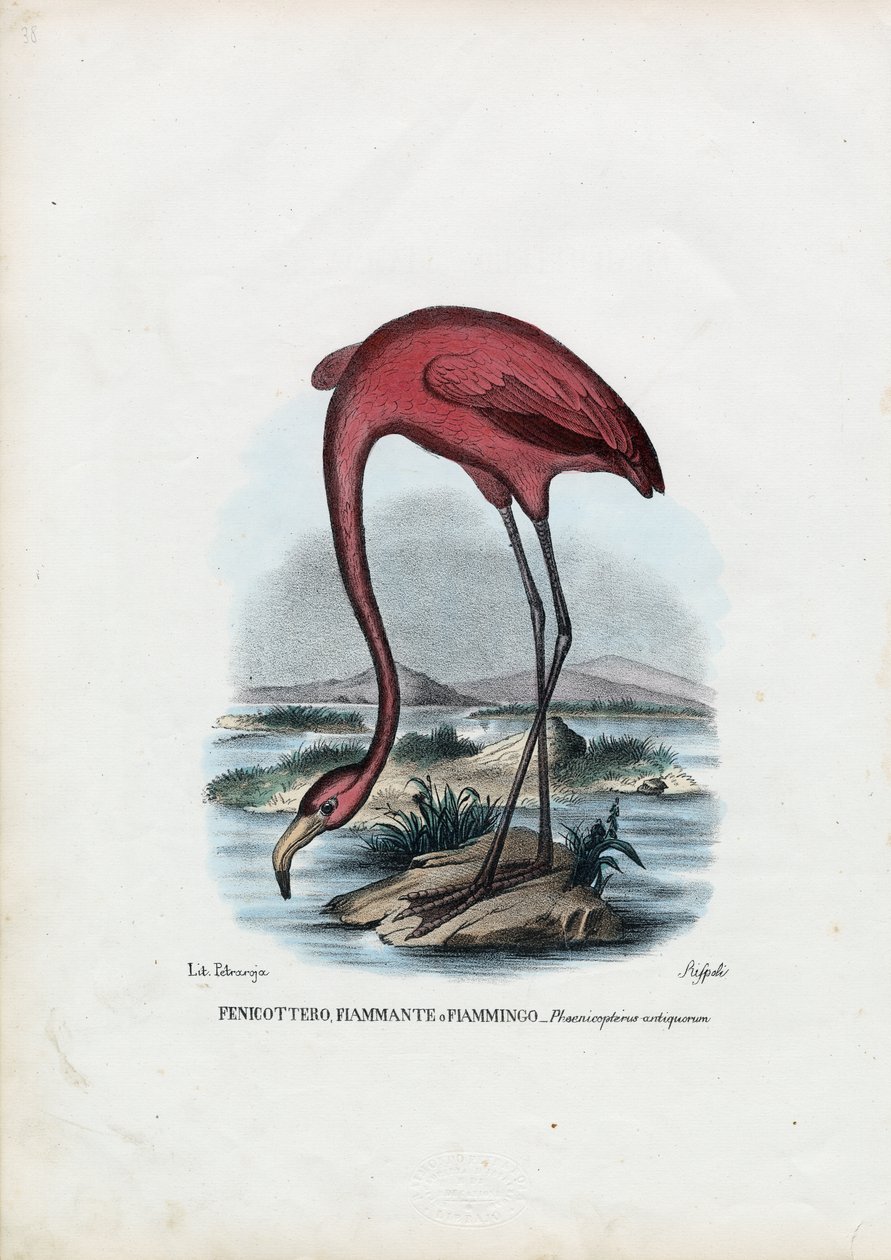 Rosado, 1863-79 de Raimundo Petraroja