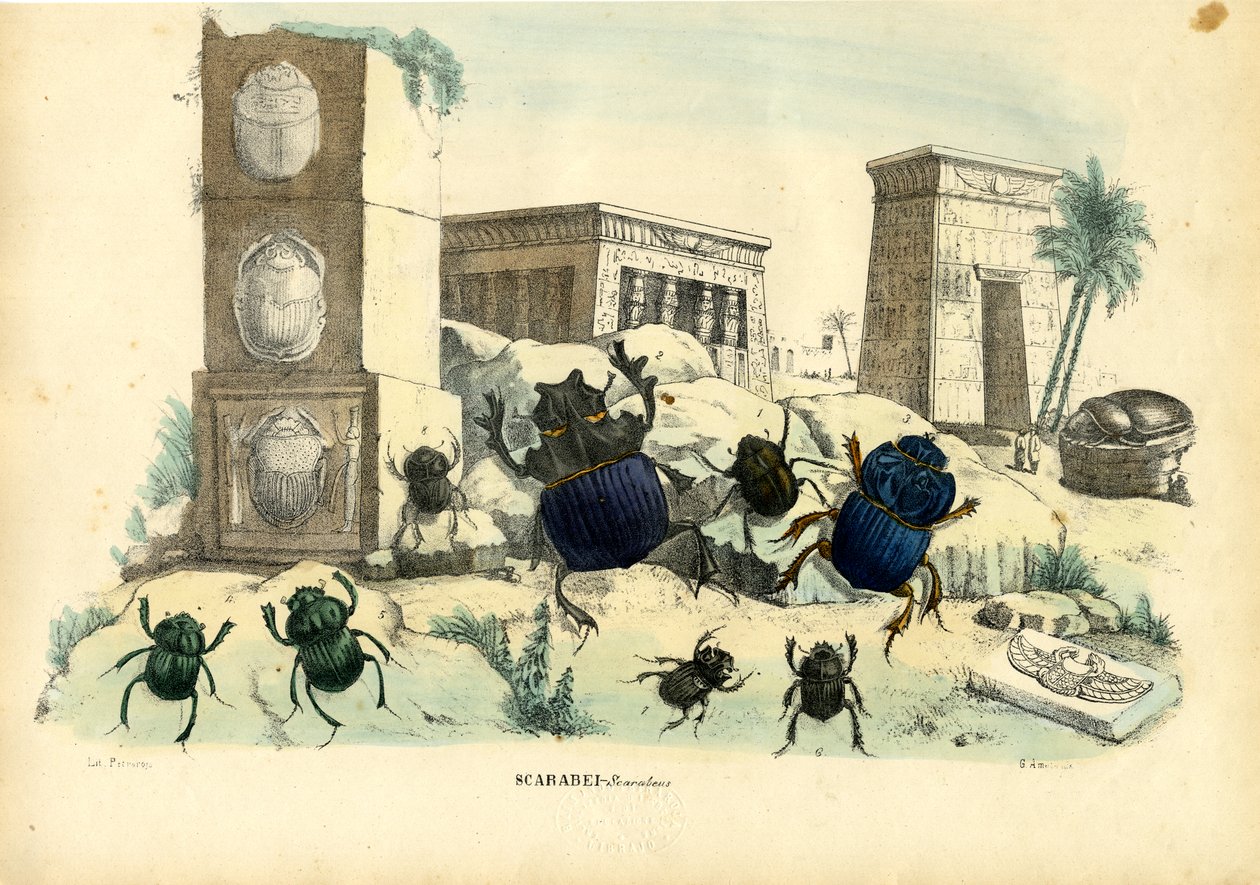 Besouros do Escaravelho, 1863-79 de Raimundo Petraroja