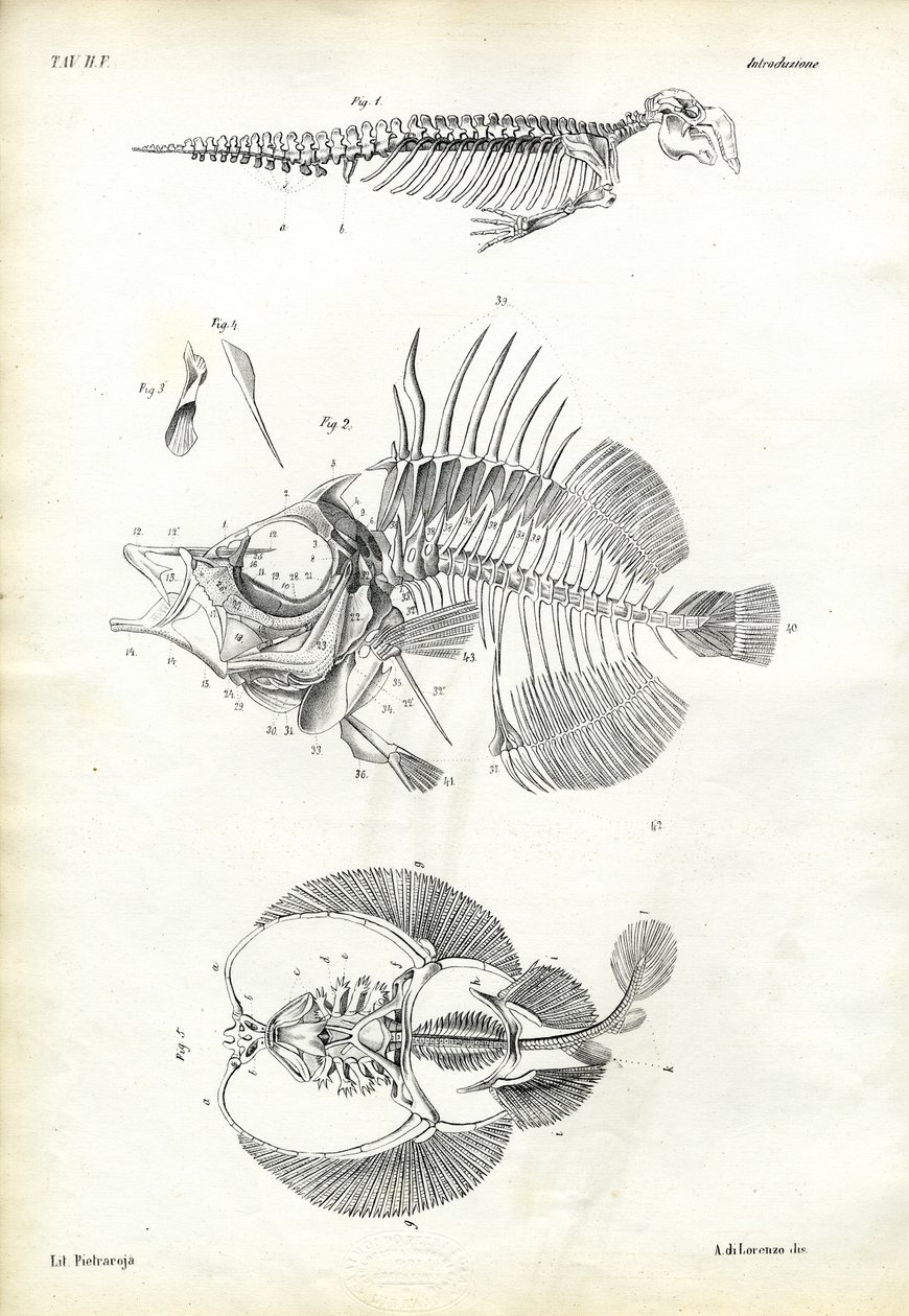 Selo, 1863-79 de Raimundo Petraroja